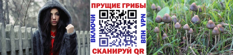 Галлюциногенные грибы Cubensis  сколько стоит  Кола 